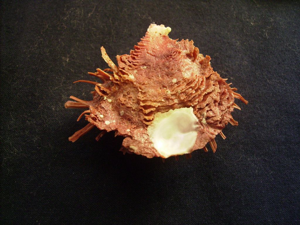 Spondylus cevikeri e Spondylus gaederopus:serie di crescita